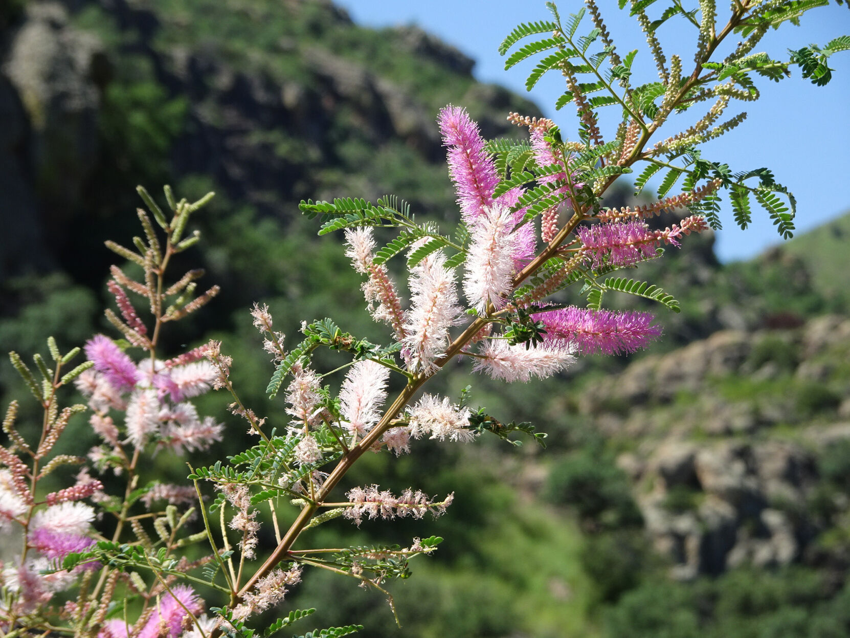 Bottlebrush